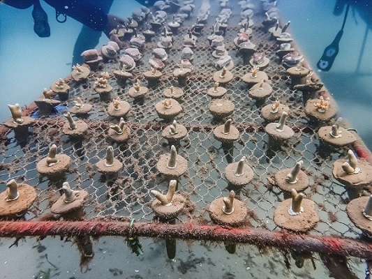 Coral attached to rock surfaces with Pratley Putty Photo Credit WCS Tanzania