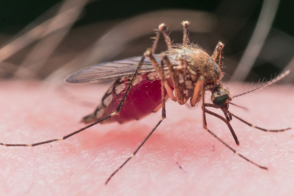 Genetic modification may eradicate malaria
