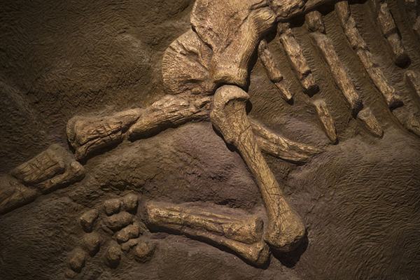 New dinosaur discovery sheds light on Jurassic SA