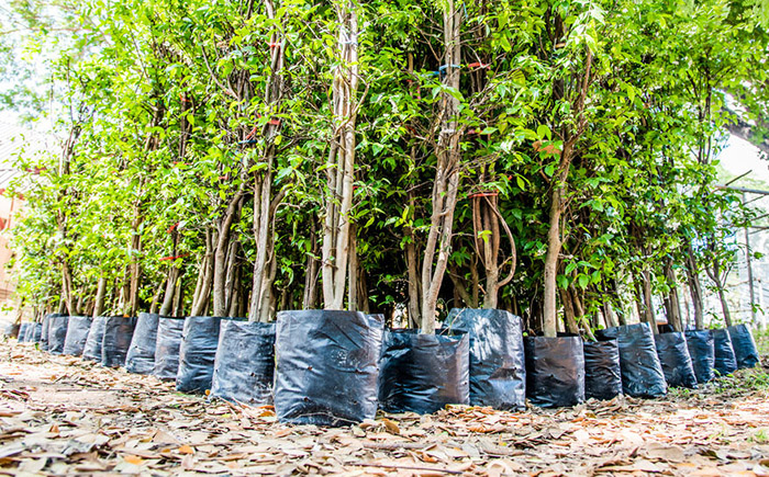 Plant a tree to stop global warming