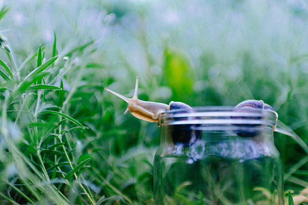 Snail inspires worlds first reversible adhesive
