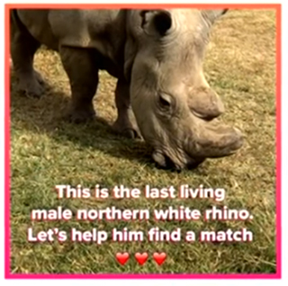 Sudan the rhino on tinder