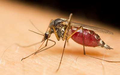malaria death knell